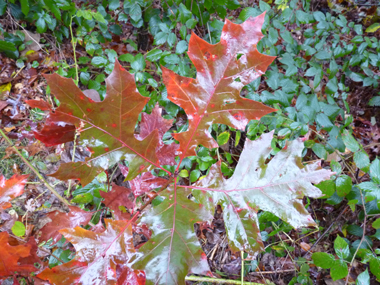 Feuilles découpées dont la face supérieure est plus luisante que chez le chêne rouge et prennant une teinte rouge écarlate à l'automne puis devenant marron juste avant de tomber. Agrandir dans une nouvelle fenêtre (ou onglet)